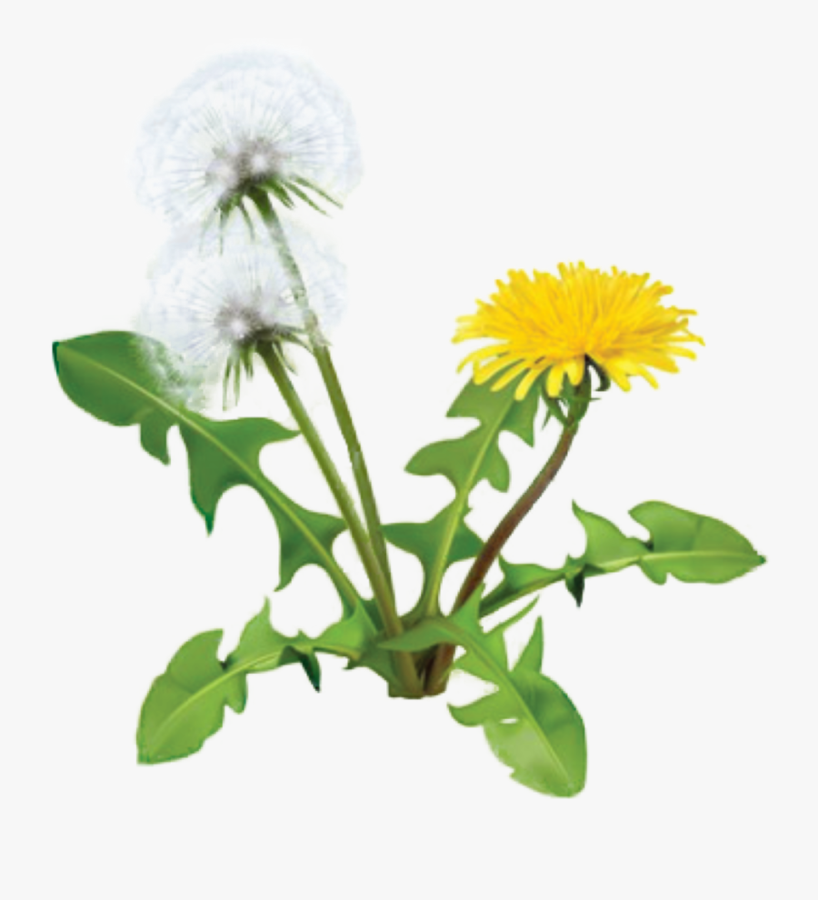 Dandelion Plant - Dandelion Png, Transparent Clipart