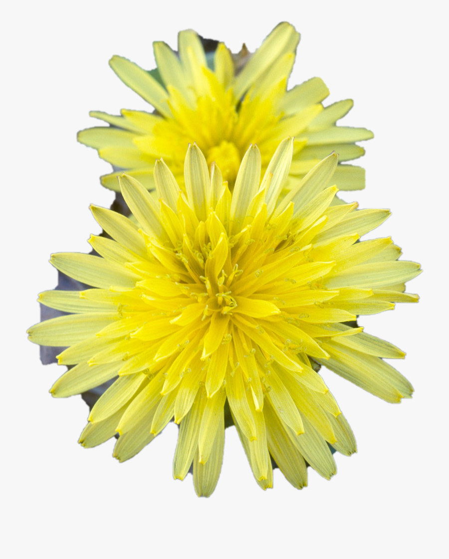 Dandelion Background Png Image - Dandelion, Transparent Clipart
