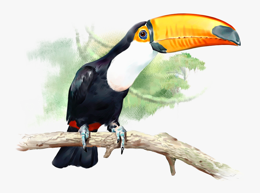 Tucan Png, Transparent Clipart