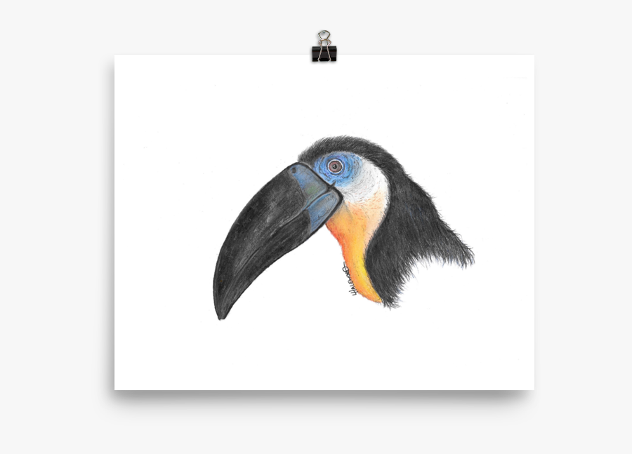 Toucan, Transparent Clipart