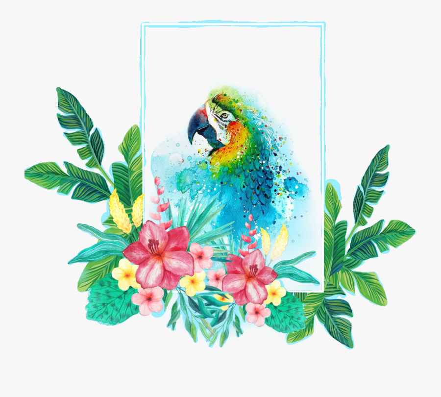 Macaw, Transparent Clipart