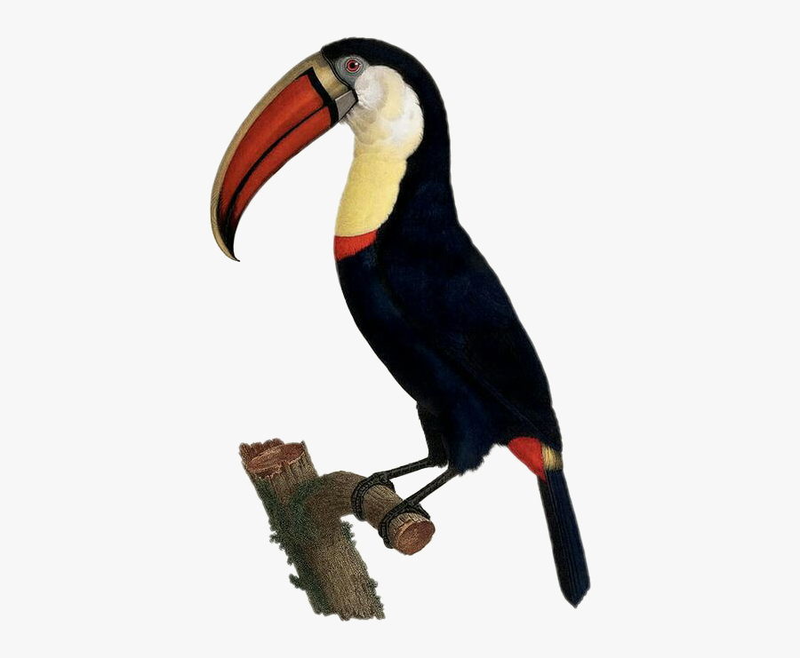 Tucan Bird Sitting Freetoedit - Tropical Birds Biology Illustration, Transparent Clipart