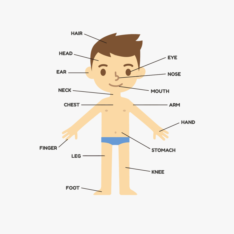 Body Parts Png Human Body Kids Free Transparent Clipart Clipartkey