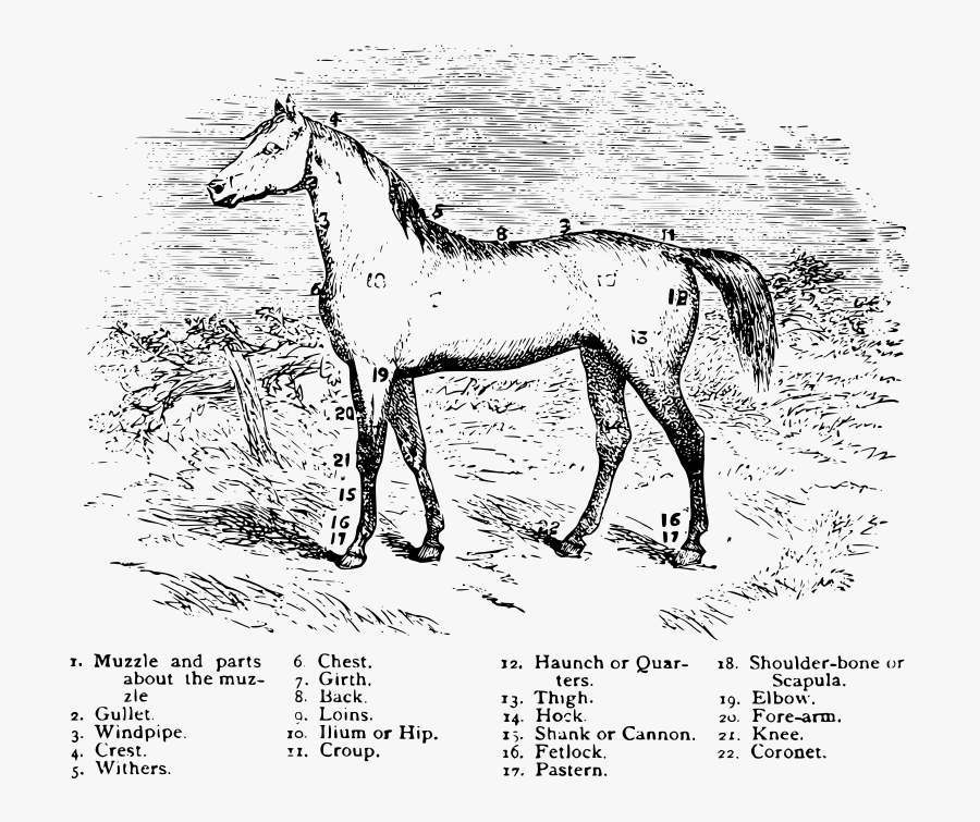 Horse Parts - Horse, Transparent Clipart