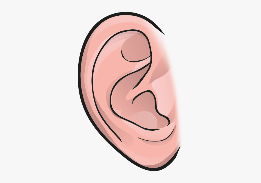 Ear - Illustration , Free Transparent Clipart - ClipartKey