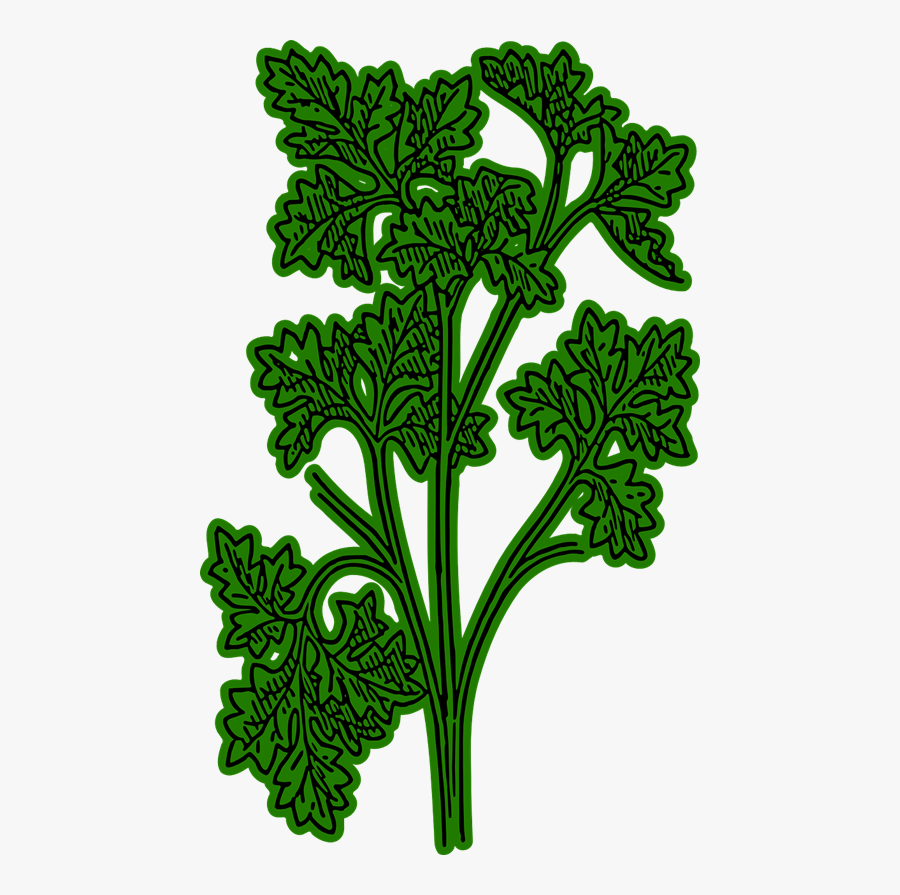 Free To Use &amp, Public Domain Vegetables Clip Art - Parsley Png Clipart, Transparent Clipart