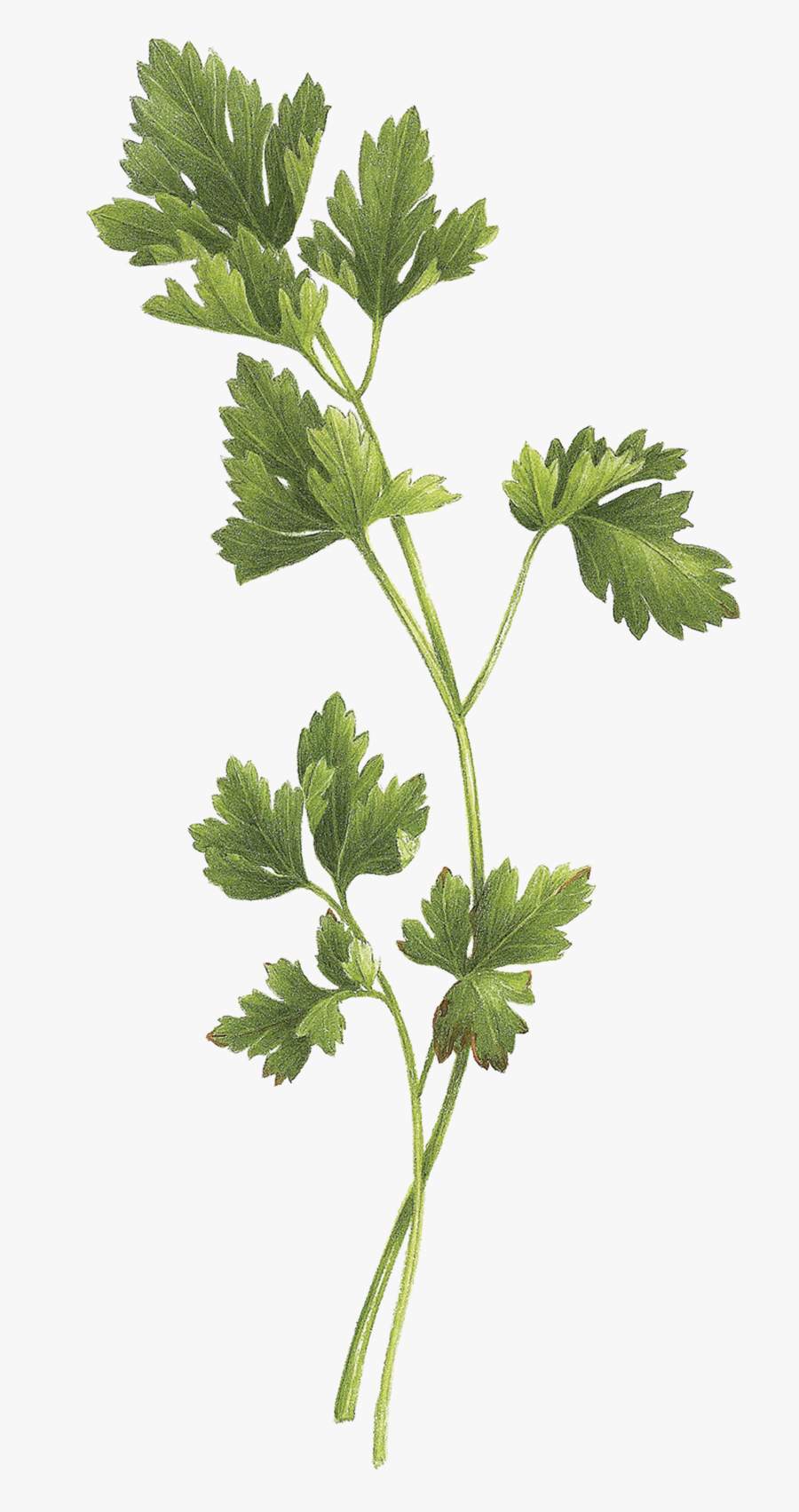 Parsley Tattoo , Free Transparent Clipart ClipartKey