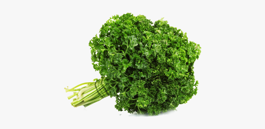 Clip Art Parsley Bunch - Parsley Curly, Transparent Clipart