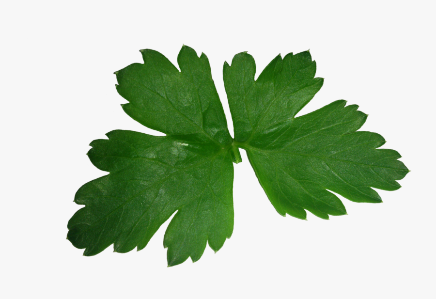 Transparent Parsley Clipart - Perejil Png, Transparent Clipart