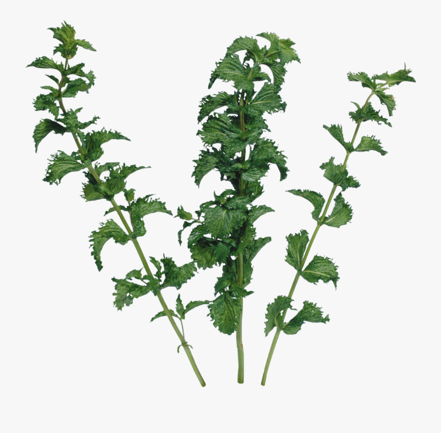 Garlic Clipart Parsley - Parsley, Transparent Clipart