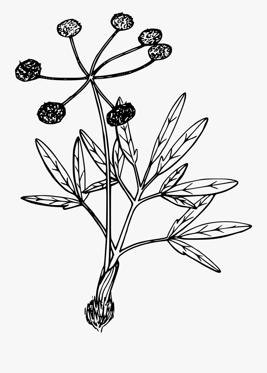 Transparent Desert Plant Png - Portable Network Graphics, Transparent Clipart