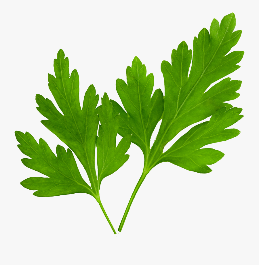 Parsley Png , Free Transparent Clipart ClipartKey