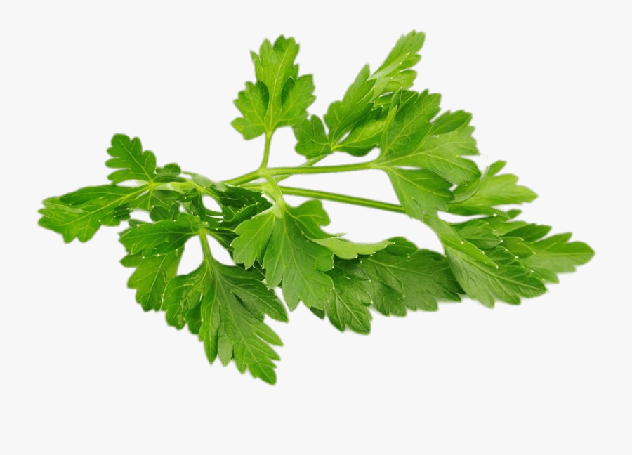 Chervil - Parsley Png, Transparent Clipart
