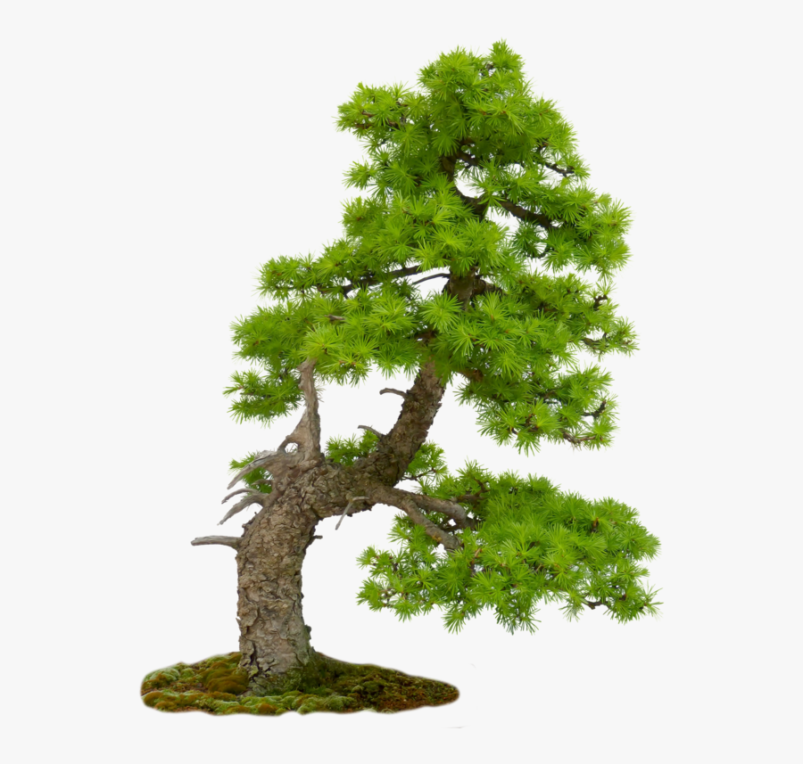 Portable Network Graphics, Transparent Clipart