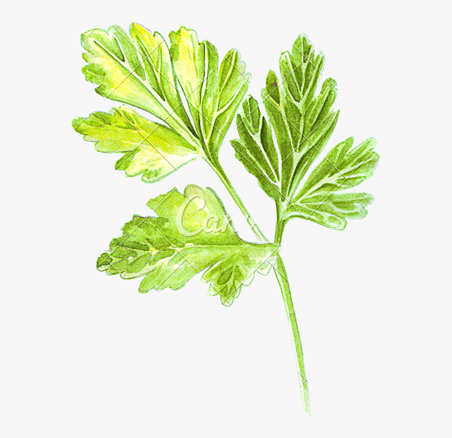 Transparent Parsley Png - Drawn Green Leafy Vegetables Drawing, Transparent Clipart