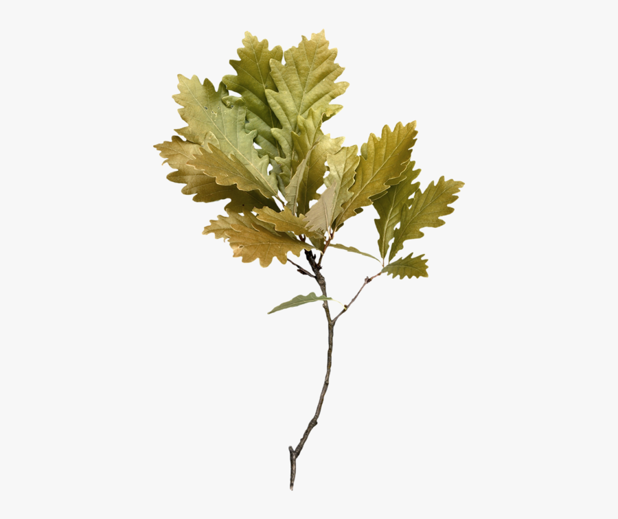 Gambel Oak, Transparent Clipart