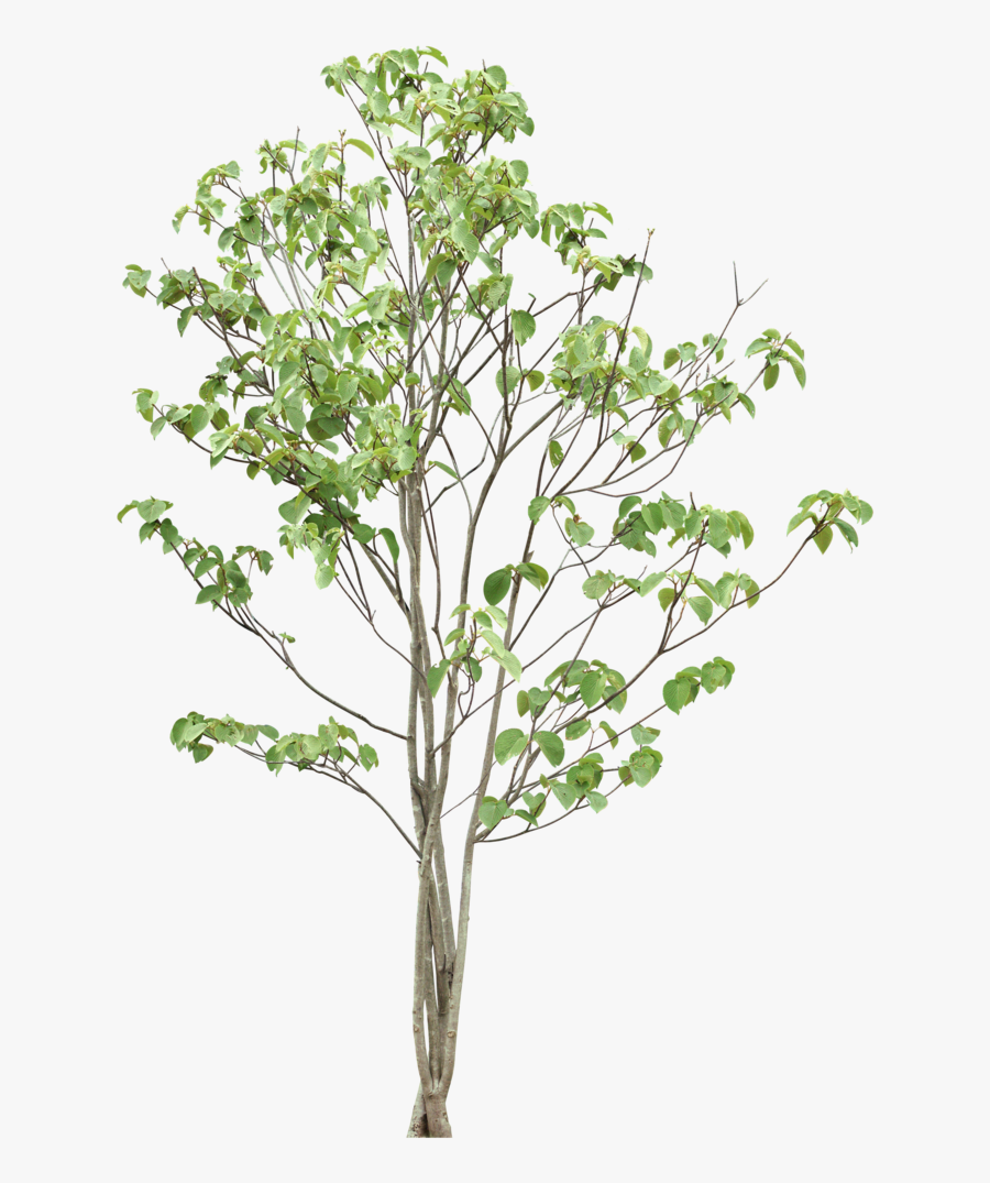Trees Png Download - Tree, Transparent Clipart