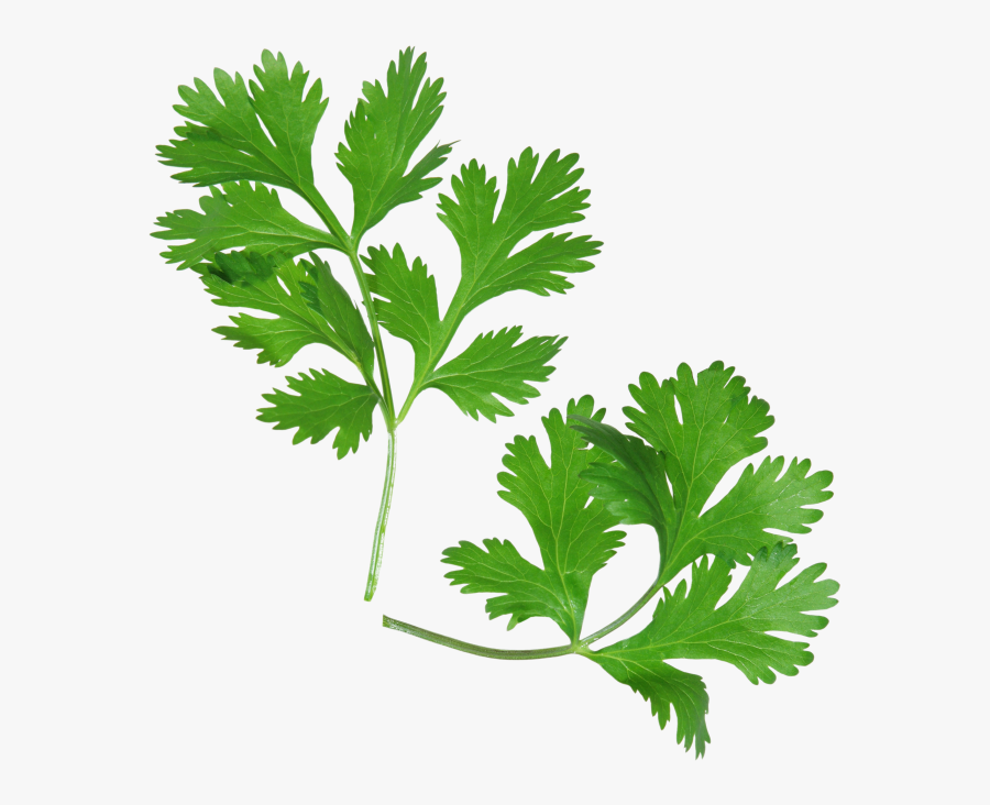 Common Spices In The Philippines, Transparent Clipart