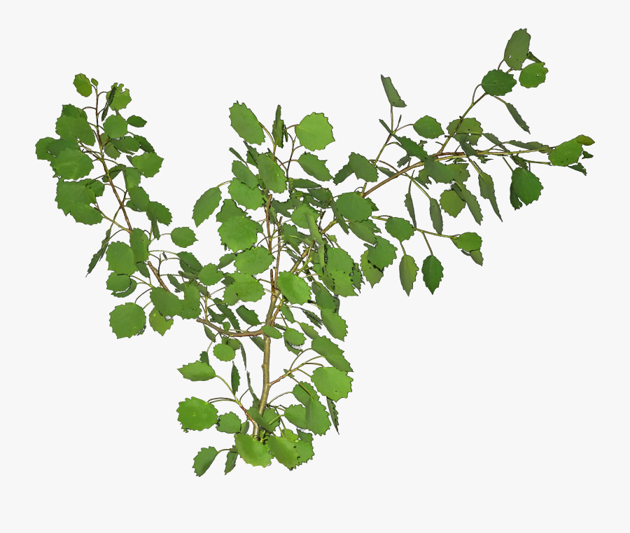 Poplar Leaf Branch Png, Transparent Clipart