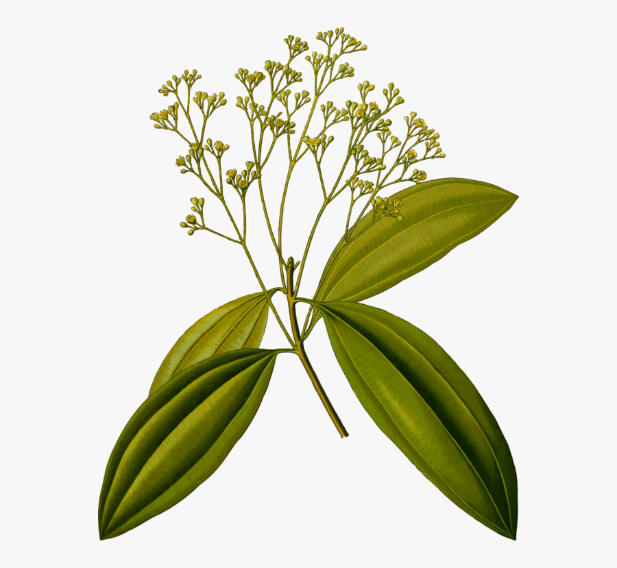 Botany,plant,flower - Cinnamomum Zeylanicum, Transparent Clipart