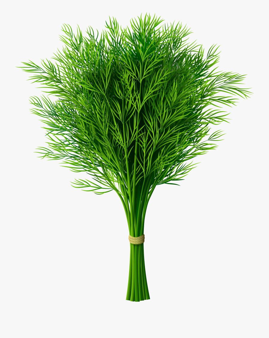 Clip Art Dill Plant Images , Free Transparent Clipart - ClipartKey