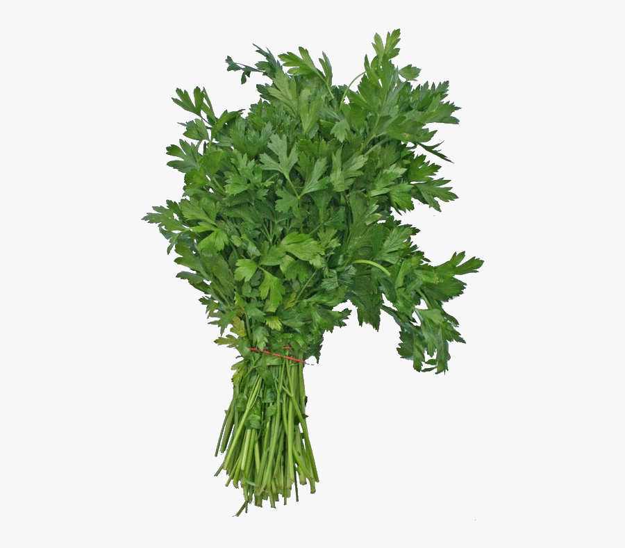 Parsley It Is A Good Source Of Calcium, Potassium And - Flat Leaf Parsley, Transparent Clipart