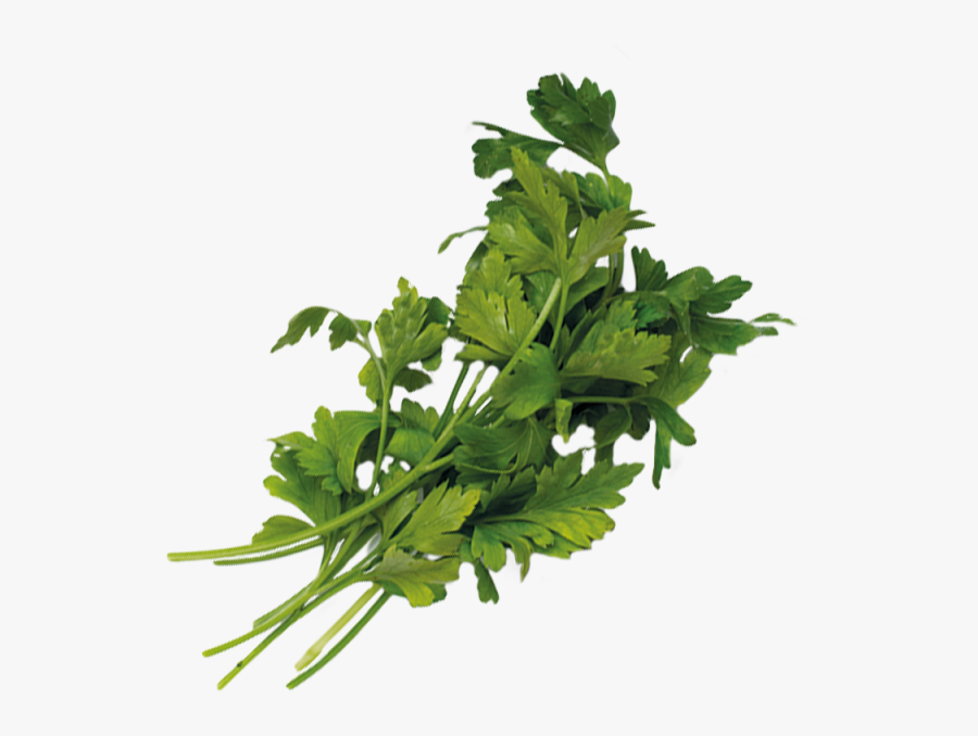 Green Onions Png - Searing, Transparent Clipart