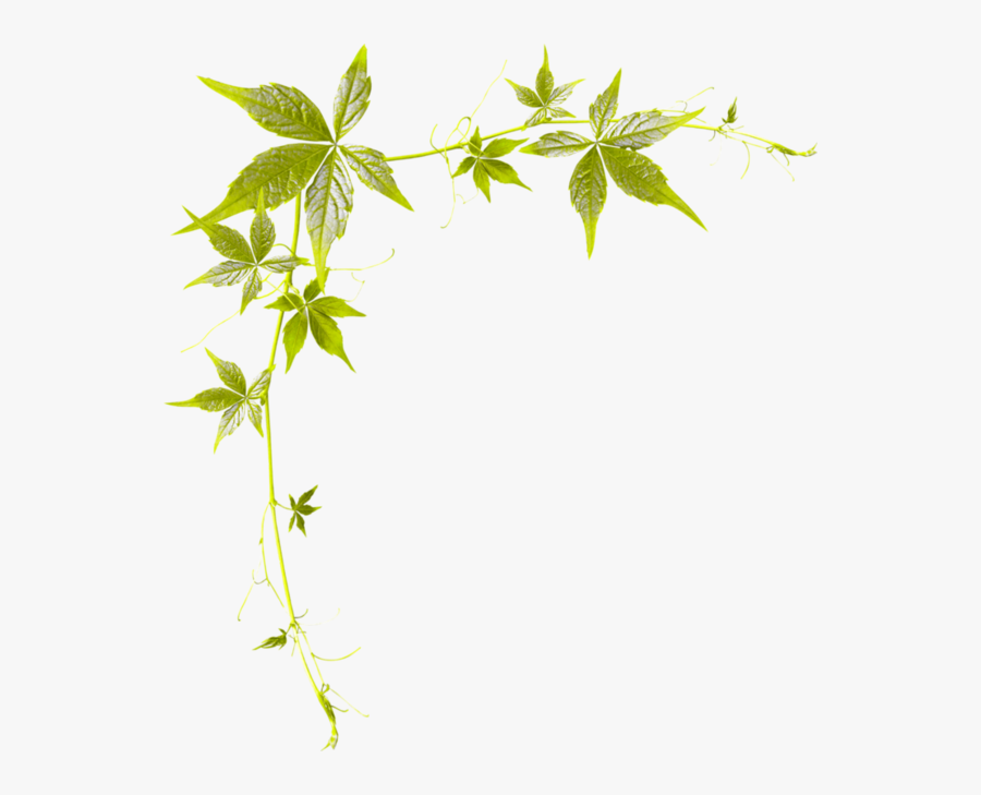 Bordure De Page Feuille, Transparent Clipart