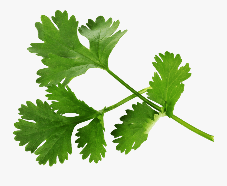 Clip Art Salsinha Png - Parsley Png, Transparent Clipart