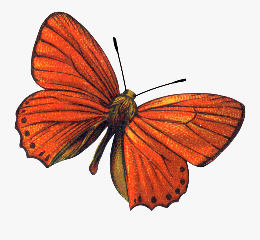 Butterflies, Transparent Clipart