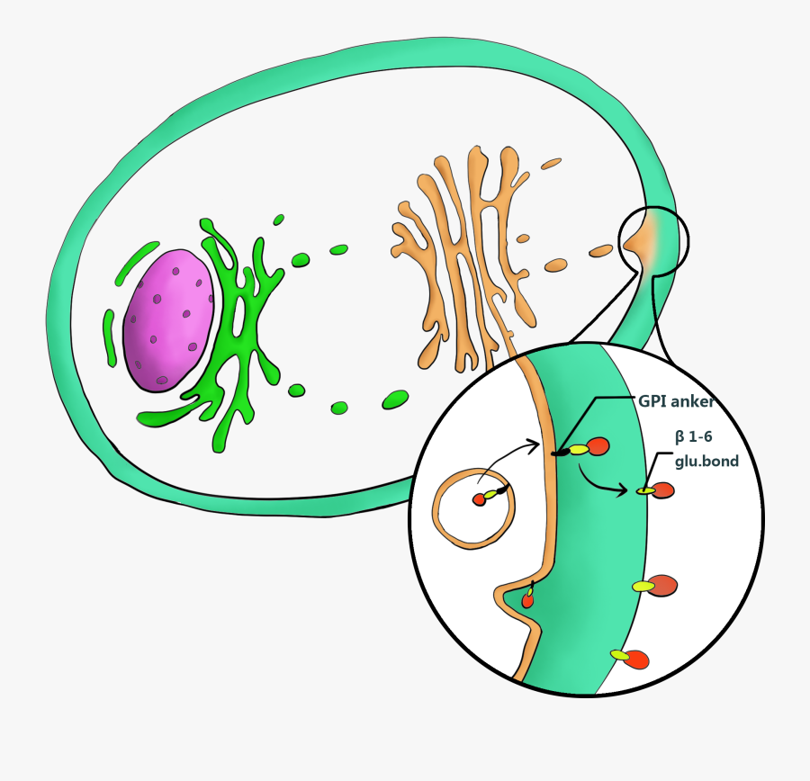 Clip Art, Transparent Clipart