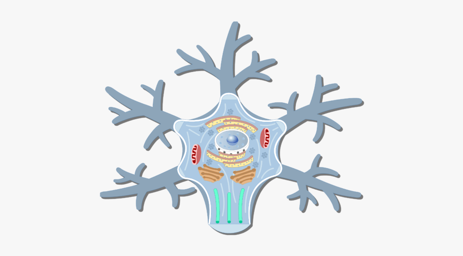 An Image Showing The Neuron Cell Body And It"s Structures - Nerve Cell Body Structure, Transparent Clipart