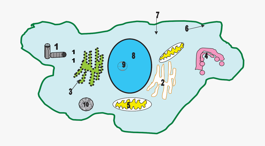 Clip Art, Transparent Clipart
