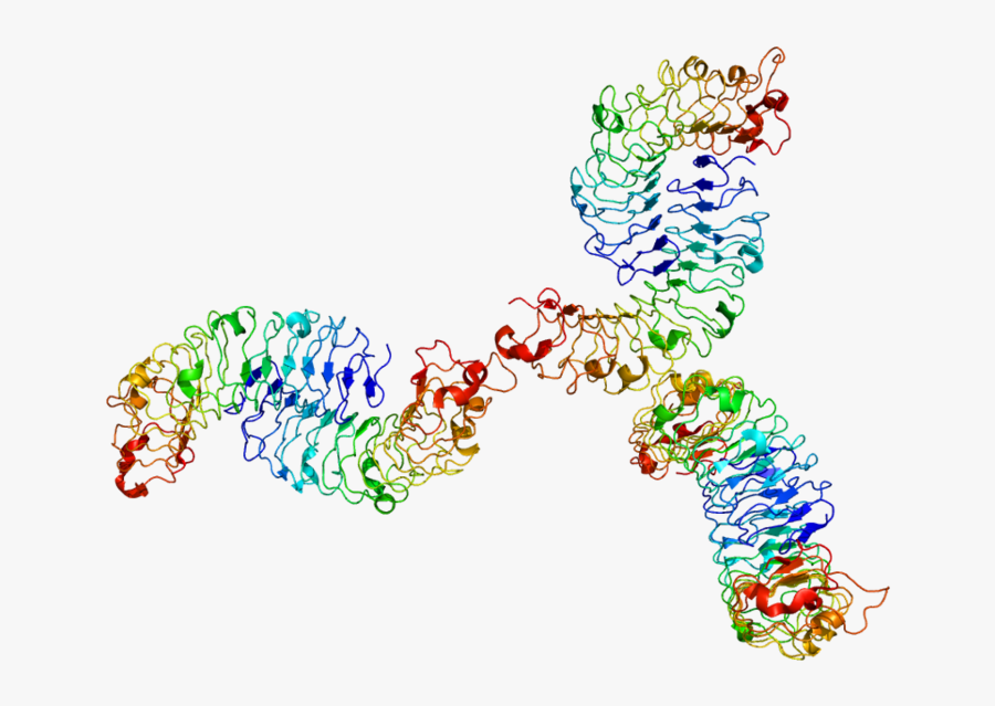 Biglycan Is A Proteoglycan That Is A Constituent Of - Small Leucine Rich Repeat Proteoglycans Slrps, Transparent Clipart