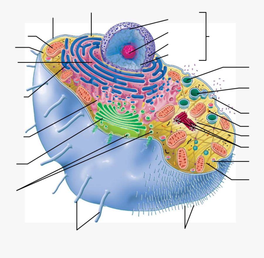 Golgi Apparatus Clipart, Transparent Clipart