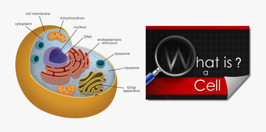 Cell Image With Labels, Transparent Clipart