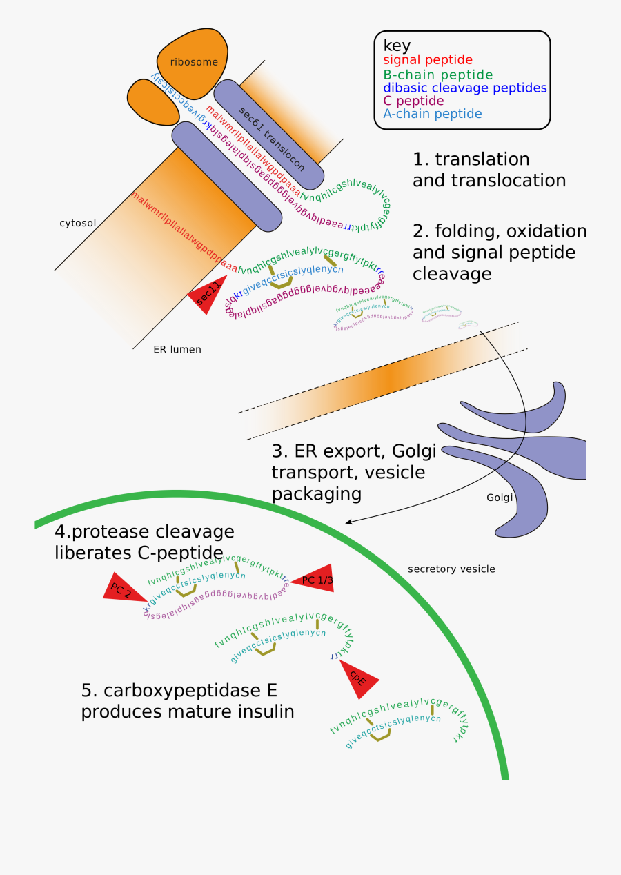 Post Translational Modification, Transparent Clipart