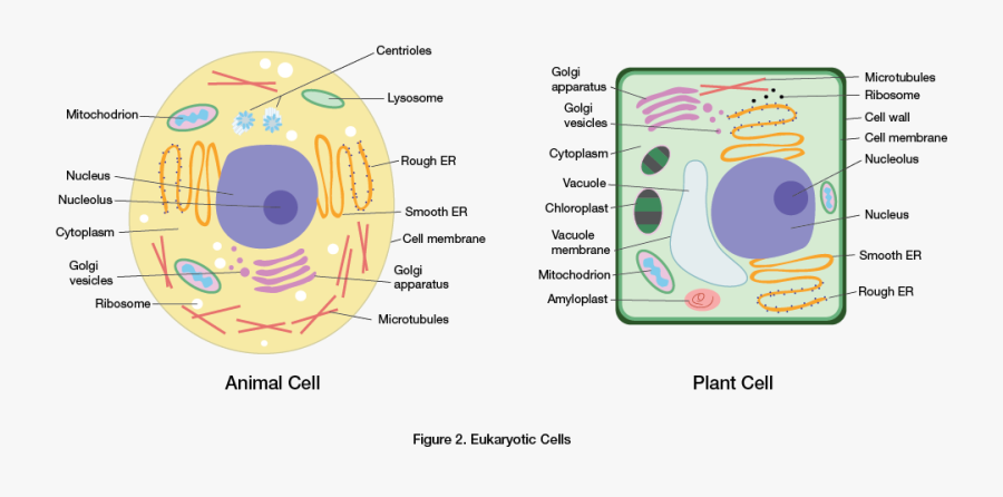 Eukaryotic Cells - Eukaryotic Plant Cell Transparent Background, Transparent Clipart