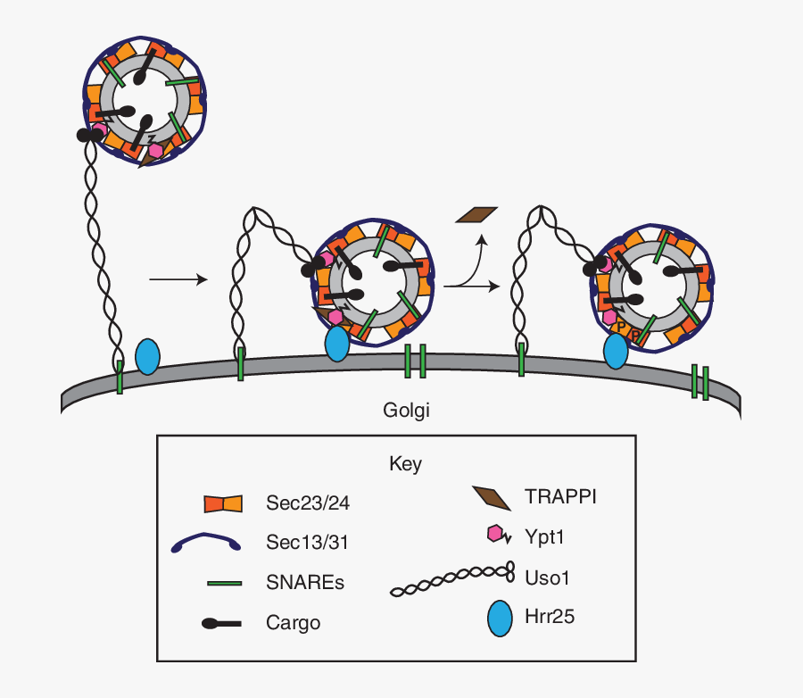 Vesicle Tethering And Fusion Is Regulated By The Copii - Cartoon, Transparent Clipart