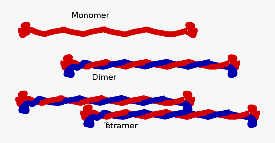 Intermediate Filament - Filament Definition Biology, Transparent Clipart