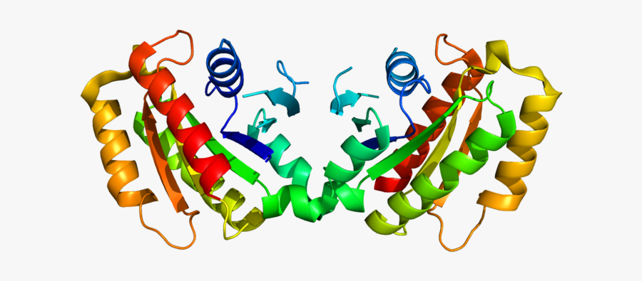 The Image Shows The Structure Of Protein Lrrk2 - Lrrk2 Gene, Transparent Clipart