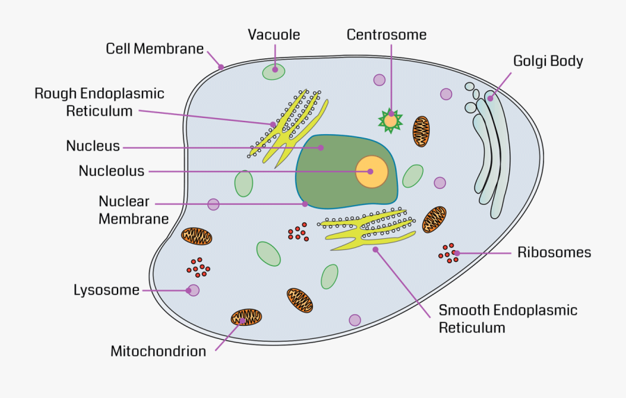 Animal Cell Vacuole Diagram Vacuoles — Structure And Function Expii