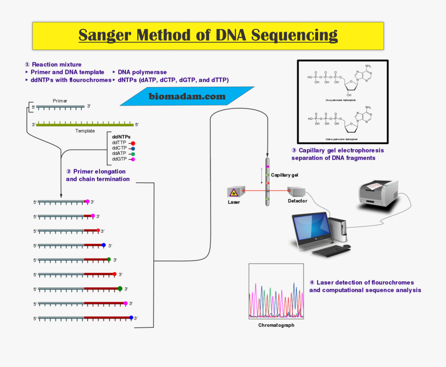 Transparent Dna Strand Png - Dna Sequencing Maxam Gilbert Method, Transparent Clipart