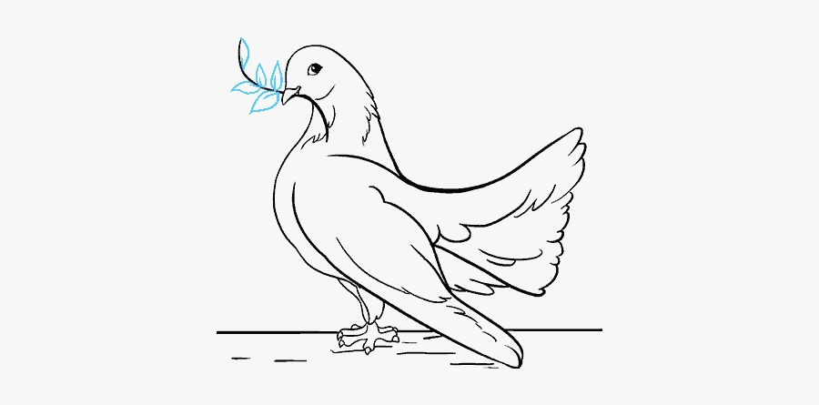How To Draw A Dove In A Few Easy Steps Easy Drawing - Sketch, Transparent Clipart