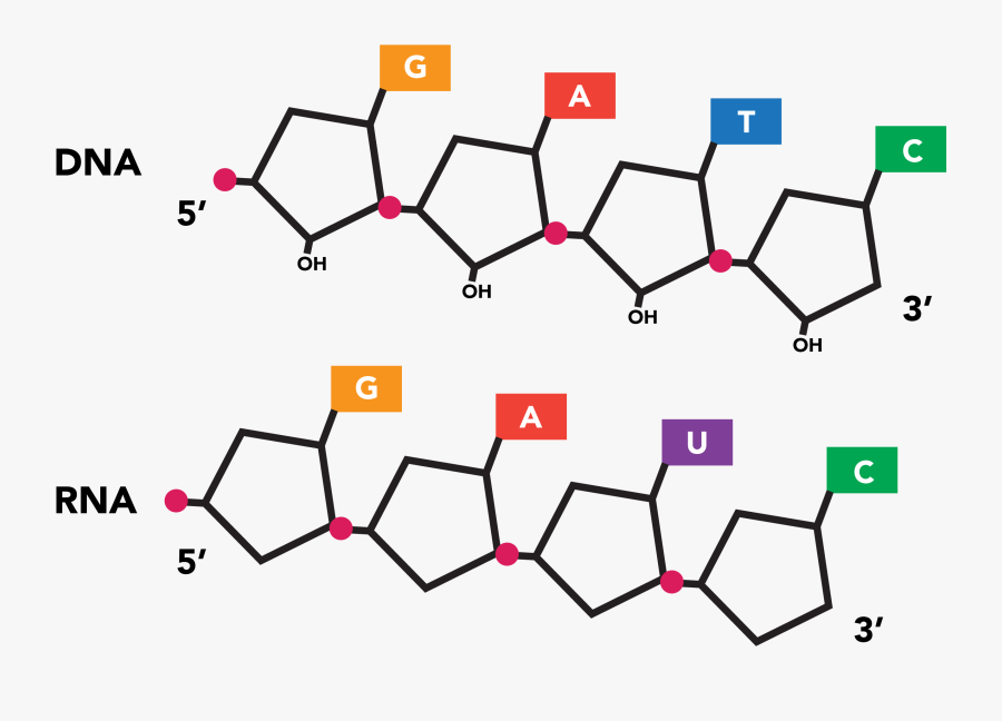 Diagram, Transparent Clipart