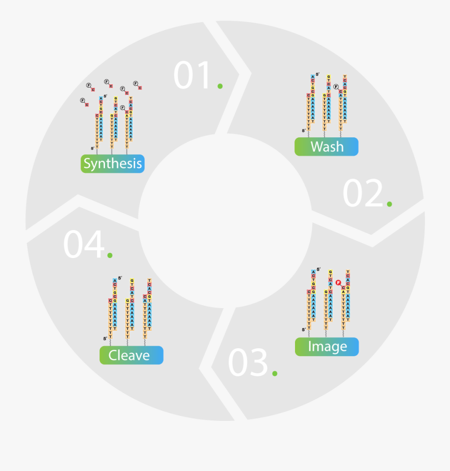 Seqll Tsms Sequencing Process Webf - Does True Single Molecule Sequencing Work, Transparent Clipart