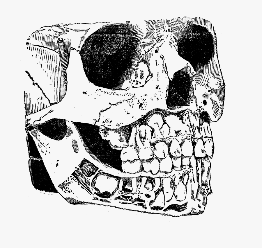 Skull, Transparent Clipart