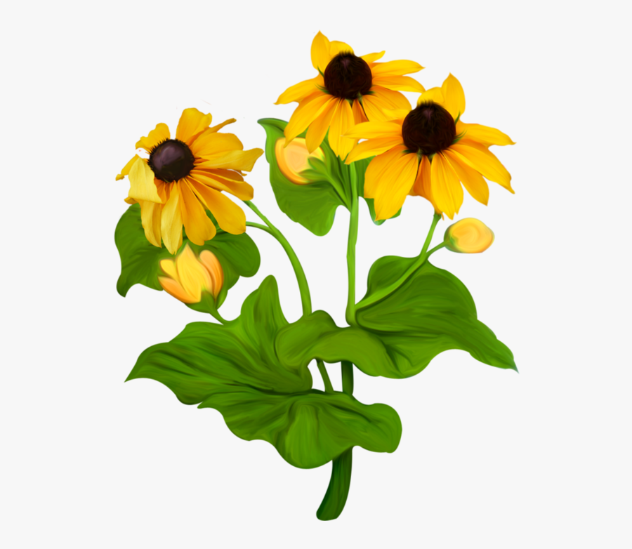 Transparent Black Eyed Susan Png - Black Eyed Susan Flowers Clipart, Transparent Clipart