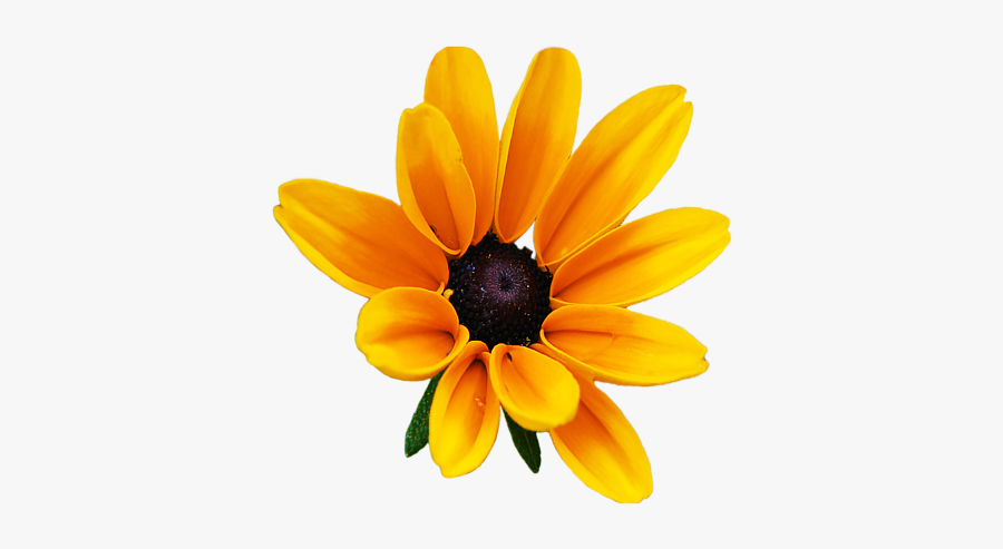 Collection Of Free Botanical Drawing Black Eyed Susan - Black Eyed Susan Transparent, Transparent Clipart
