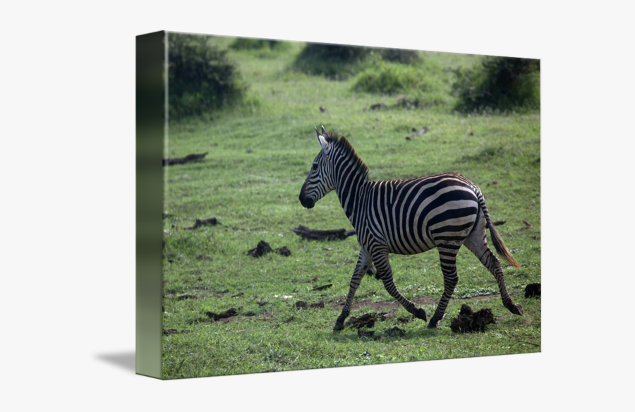 Clip Art Grassland Zebra - Zebra, Transparent Clipart